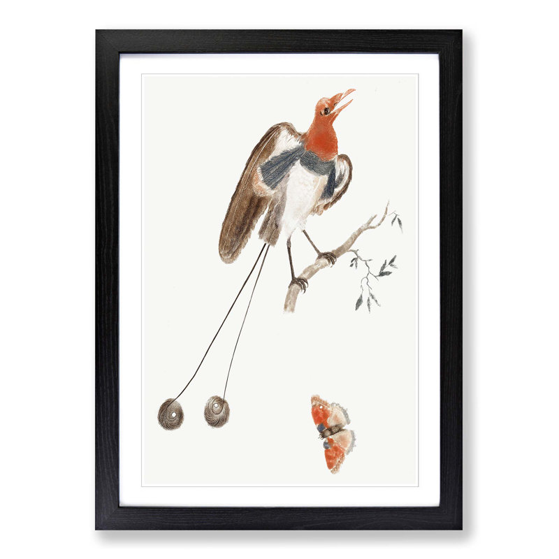 Bird of Paradise and Butterfly by Johan Teyler - Framed Print, 33cm H x 24cm W x 2cm D, Black Framed