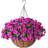 Arrangement in Basket-1019321698