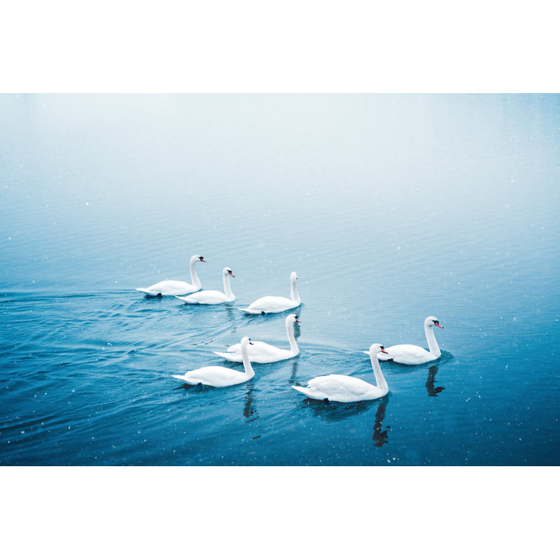 Group Of Swans In Winter by Borchee - Wrapped Canvas Print, 30cm H x 46cm W x 3.8cm D