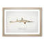 Illustration of a Shortnose Sawshark by F.E. Clarke - Picture Frame Graphic Art Print-55579560-55579561