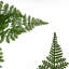 Faux Fern Plant in Pot Liner-1767850424