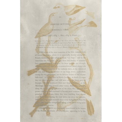 Ornithology Impressions II by Alexander Wilson - Wrapped Canvas Art Prints