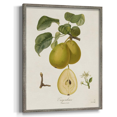 Vintage Pears - reproduction de cadre photo sur toile