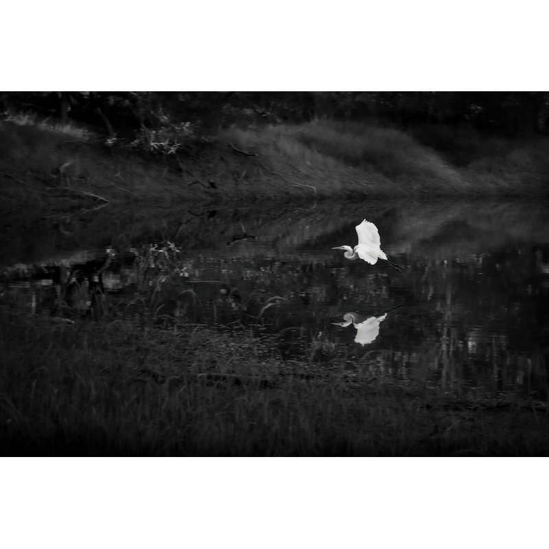 Snowy Egret, 29" H x 40" W, Black
