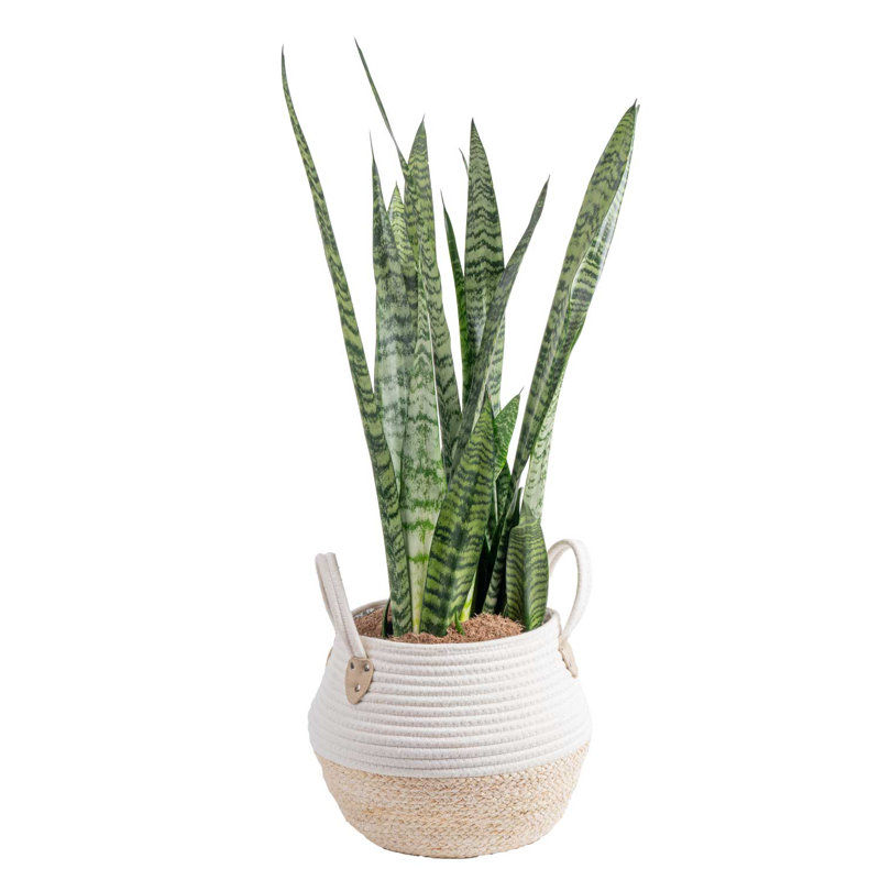 Snake Plant in Planter