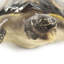Pelham Sea Turtle Figurine-1847762581