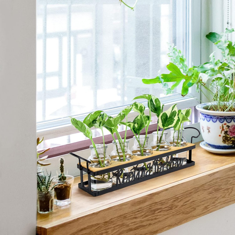 Les stations de propagation de plantes, pour les amateurs de plantes qui ramassent pour vous des pots de vases de boutures hydroponiques