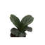 Live Fiddle Leaf Fig Plant