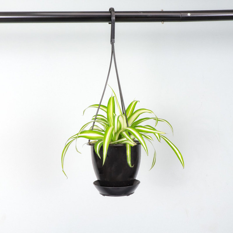 Live Spider Plant in Hanging Pot