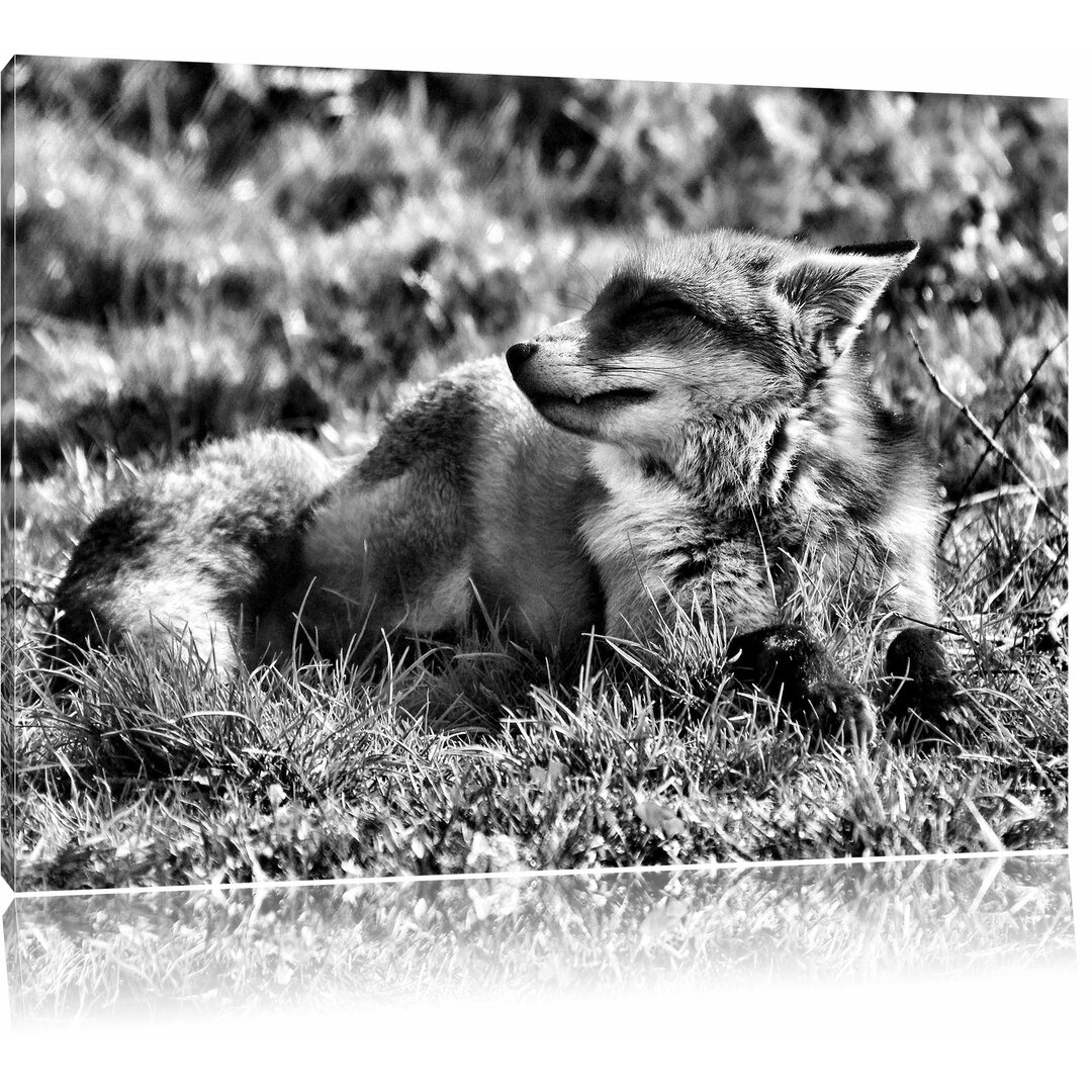 Leinwandbild Kleiner Fuchs auf Wiese in Monochrom