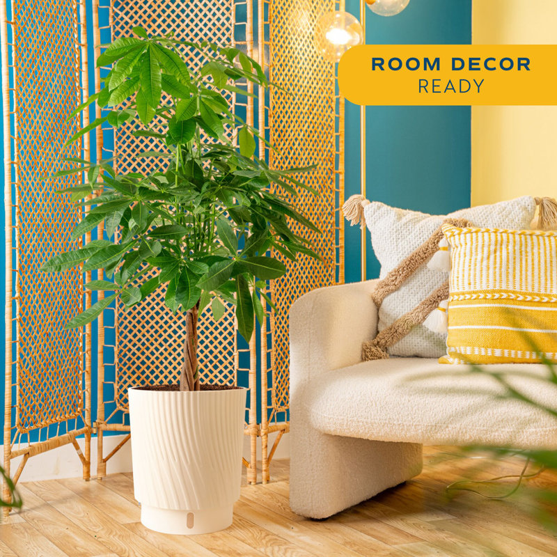 Money Tree in Décor Pot