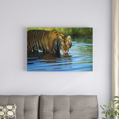 Bless International 'siberian Tiger Drinking' Photographic Print On 