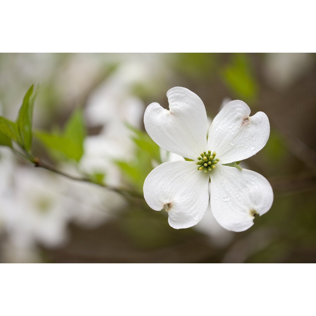 Dogwoods In The Smoky Mountains von Wbritten - Kunstdrucke auf Leinwand ohne Rahmen