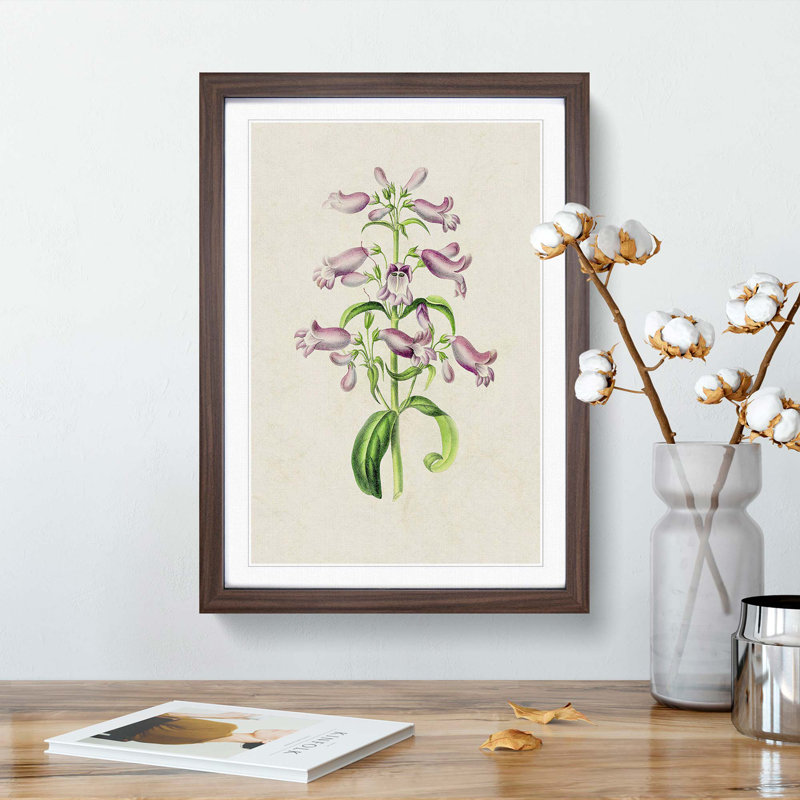 Purple Beardtongue Flower Illustration - Framed Print, 36cm H x 27cm W x 2cm D, Walnut Framed