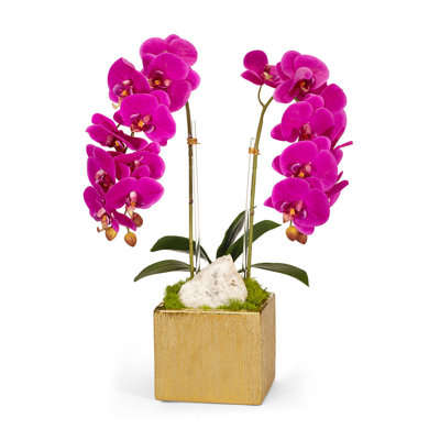 Orchid in Planter
