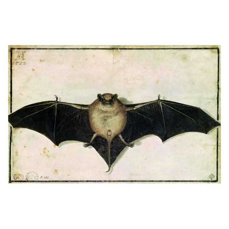 Bat par Albrecht Dürer - estampe numérique, H 22 po x l 28 po