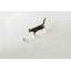Perchoir pour chat 9 po -304715210-304715205