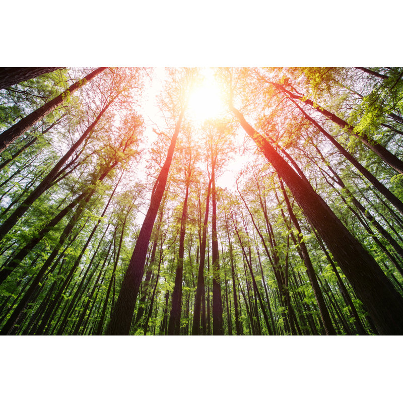 Soleil dans la forêt par Hudiemm, H 12 po x l 18 po
