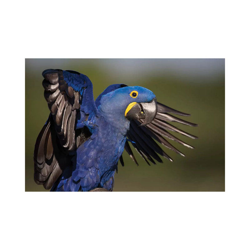 Hyacinth Macaw Flapping Wings by Mogens Trolle - Wrapped Canvas Print, 20.32 cm H x 30.48 cm W