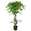 Faux Ficus Tree-112375805-112375806