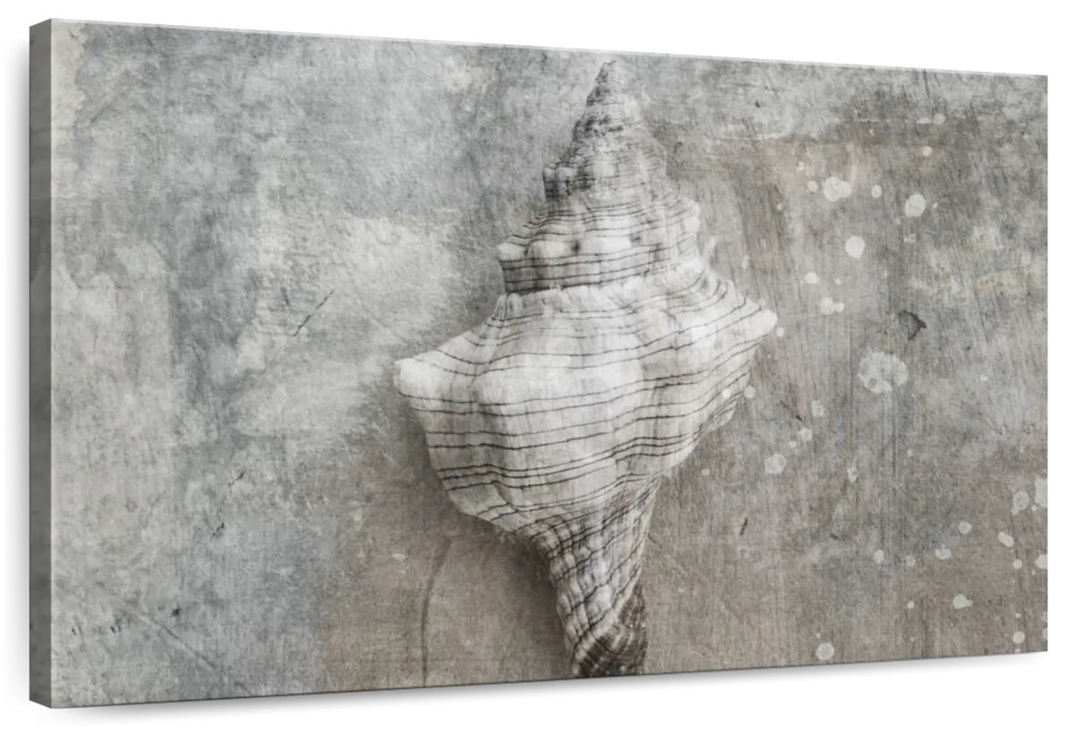Breakwater Bay Aletra Conch Gray Seashell | Wayfair