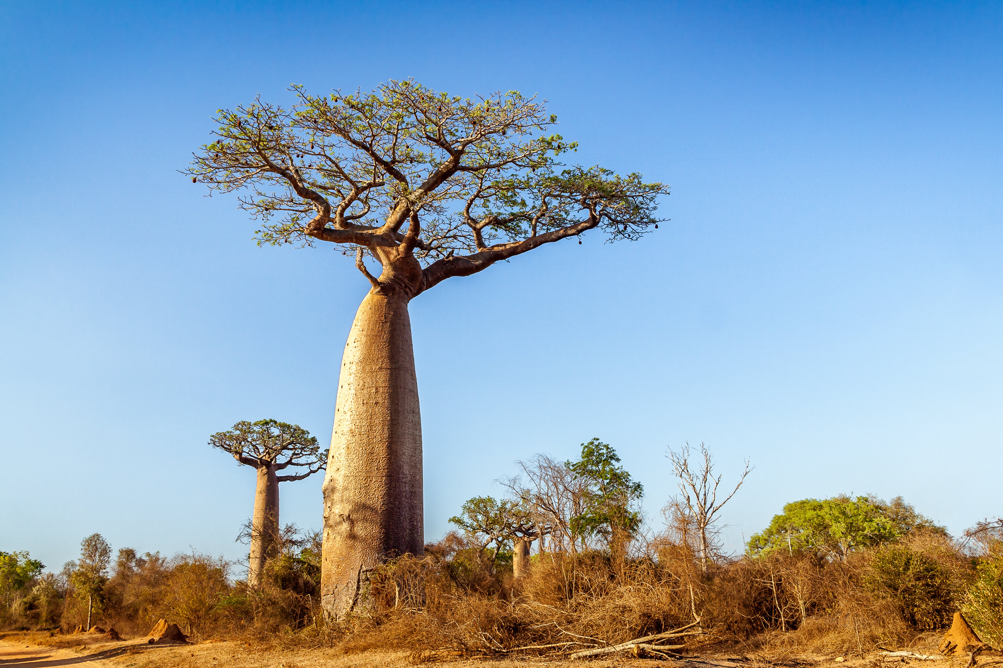 Union Rustic Baobab Trees - Wayfair Canada