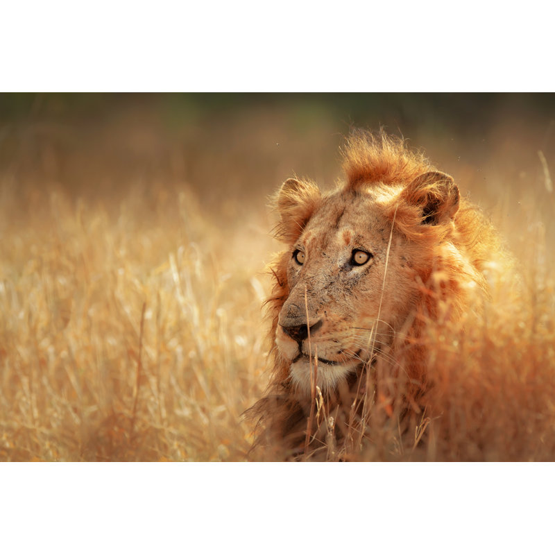 Lion In Grassland by Johan63 - Wrapped Canvas Print, 61Cm H x 91Cm W