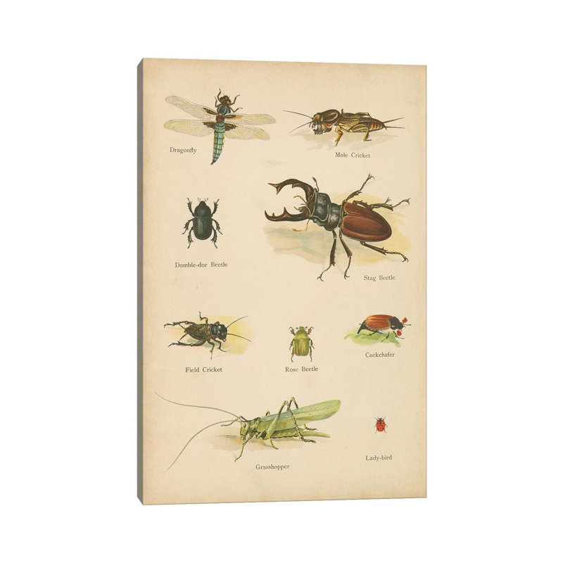 Impression sur toile tendue, "Natural histoire", livre IV, H 18 po x l 12 po x 1,5 po