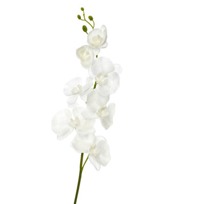 Orchid Arrangement
