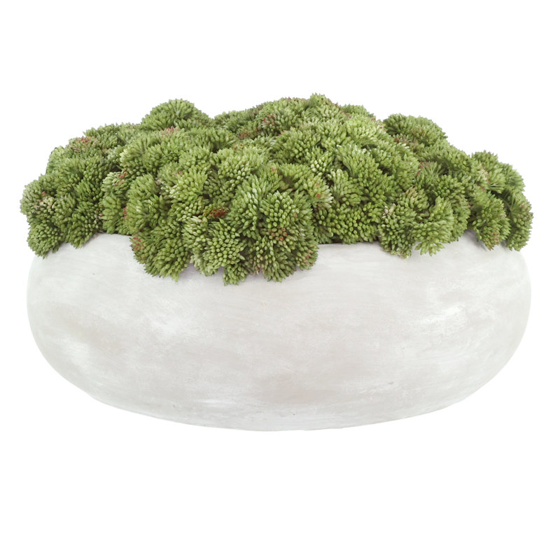 Sedum Arranged in a Stone Planter, Light Green, 7" H x 11" W x 11" D