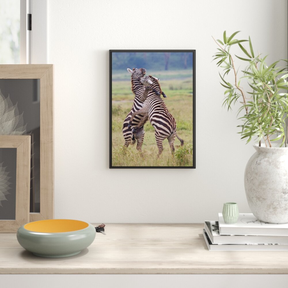 Gerahmtes Wandbild kämpfende Zebras