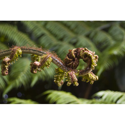 Emerging Fern Frond - Wrapped Canvas Print