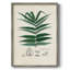 Collected Ferns IX Framed Print - Solid Wood 2775369