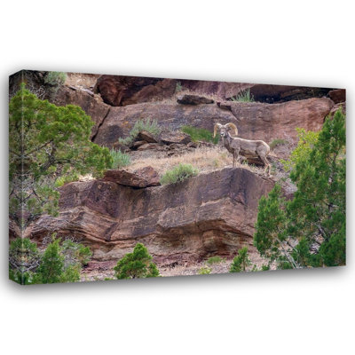 ArtDirect Garber, Howie Gallery Wrapped Canvas Art Titled: Big horn ram on cliff-Dinosaur National Monument-Utah-USA