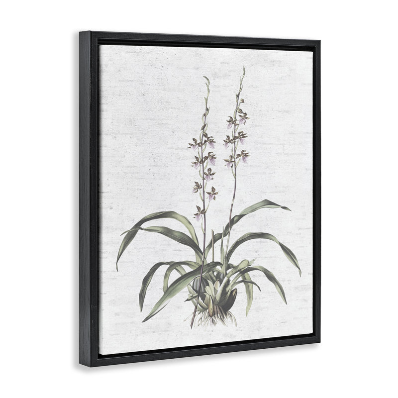 «Blooming Herb Bud», art mural encadré sur toile flottante par lettré et doublé, Cadre flottant noir de jais