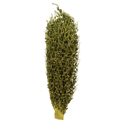 Vickerman Olympia Seed Pod, Dried 18'' Plant