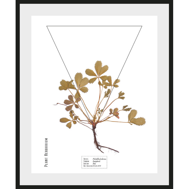 Plant - Single Picture Frame Print