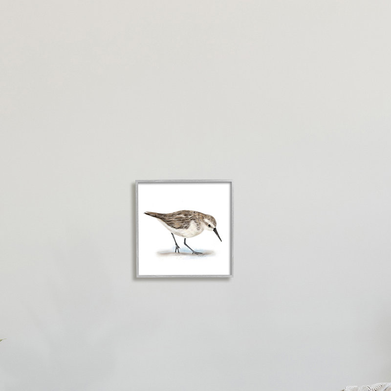 Charmant bécasseau sur un sable doux, oiseau nautique brun - impression, H 12 po x l 12 po x P 1,5 po