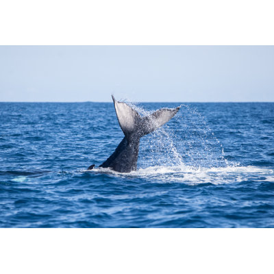 «Whale Tail Above Water» par Velvetfish, reproduction sur toile tendue