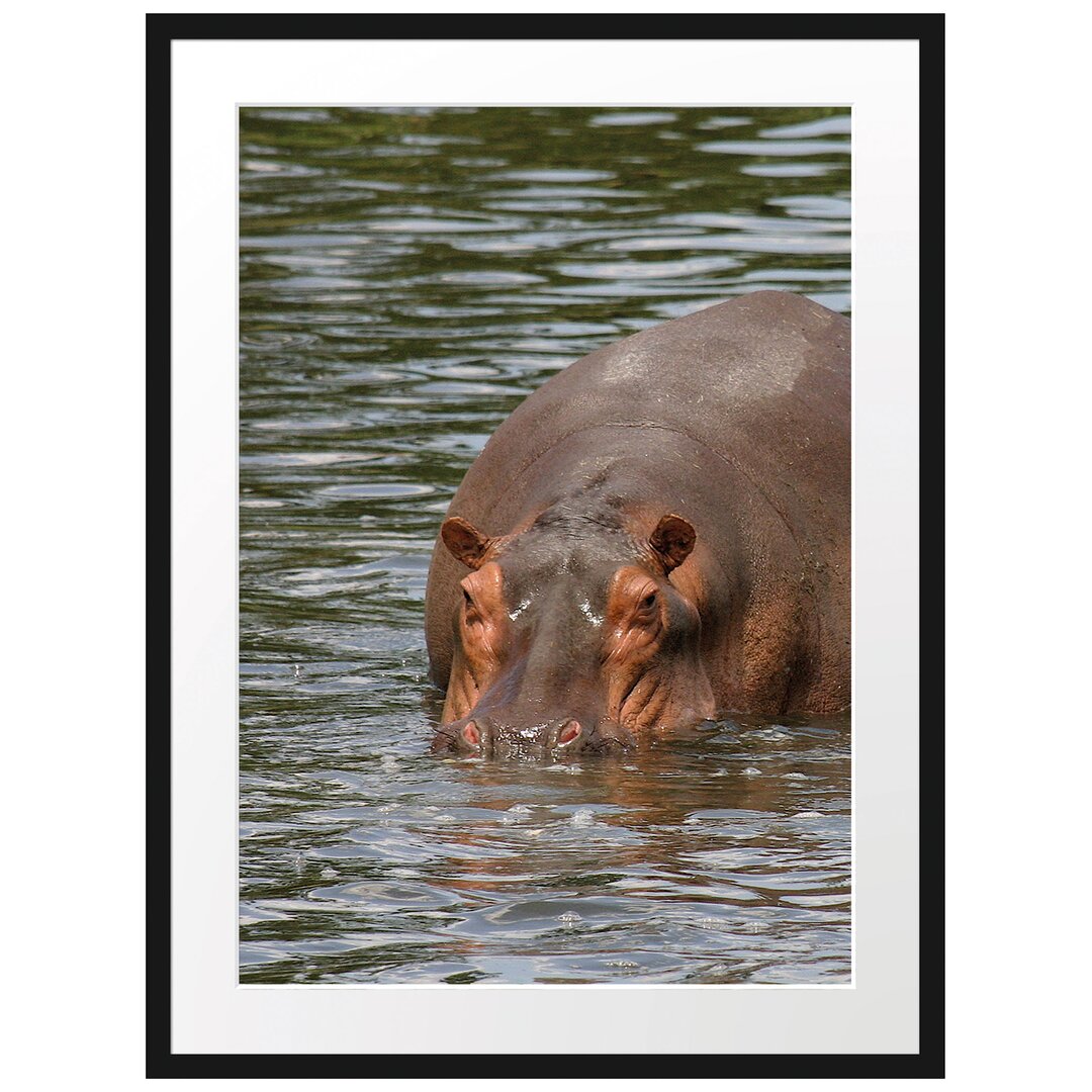 Gerahmtes Poster Zwei Flusspferde im Wasser