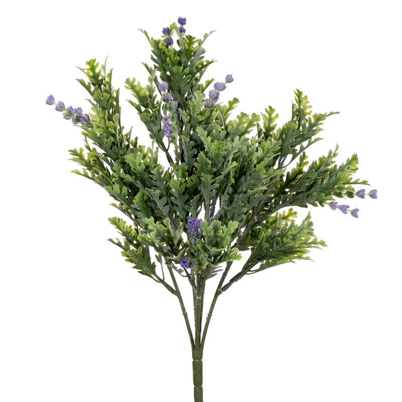 2 ensembles Senecio Cineraria