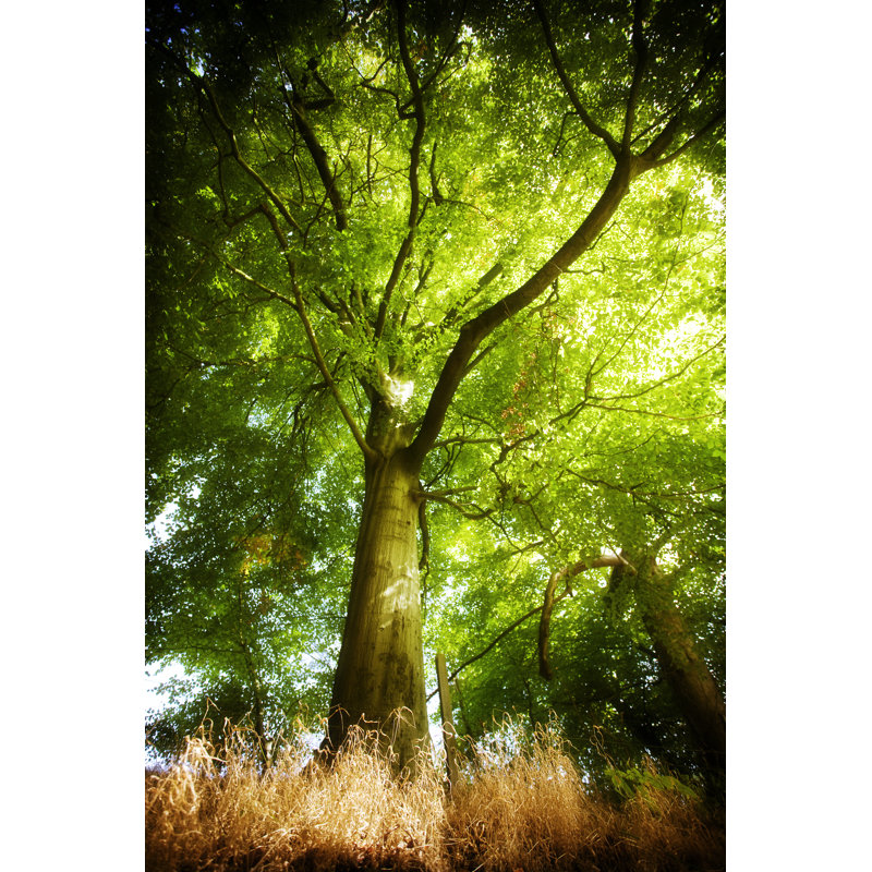 King Of The Forest by Duncan1890 - Wrapped Canvas Print, 30cm H x 20cm W x 3.8cm D
