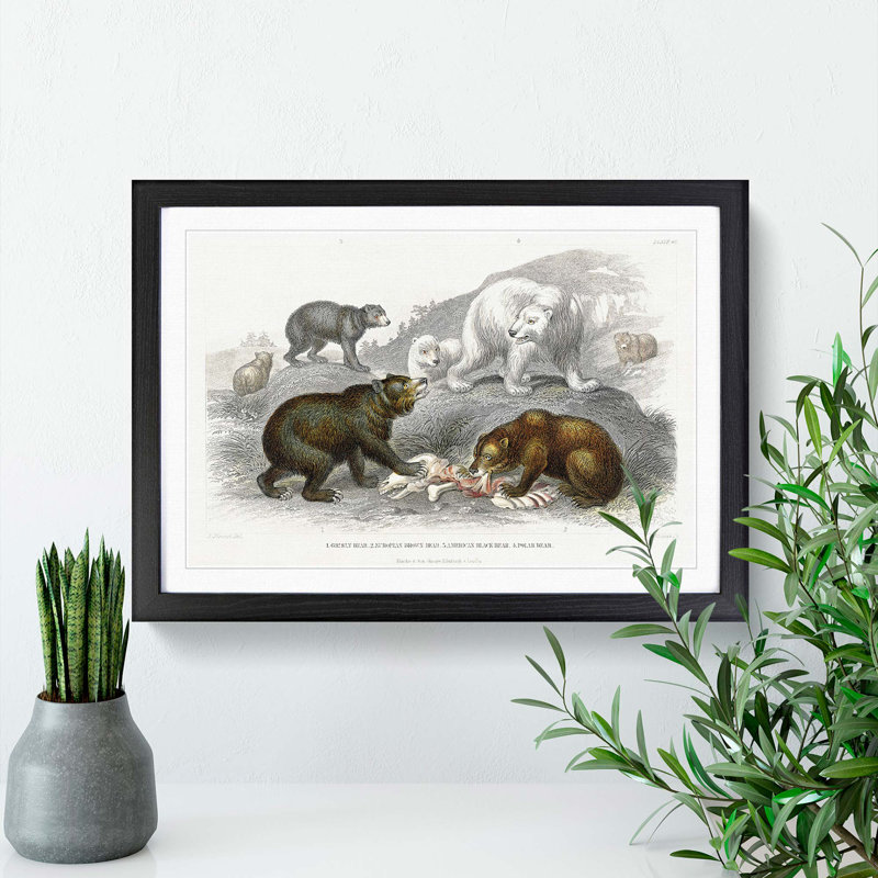 Polar, Grizzly and Bears by Oliver Goldsmith - Picture Frame Painting Print, 27cm H x 36cm W x 2cm D, Black Framed