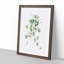 Kenilworth Ivy Flowers by Pierre-Joseph Redoute - Picture Frame Graphic Art Print-55609627-55609628