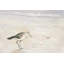 Imprimé Semipalmated Sandpiper Beach | Décoration encadrée beige-437330372-437330376-437330377