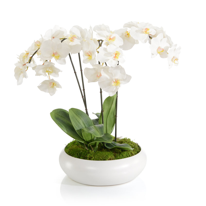Belles orchidées