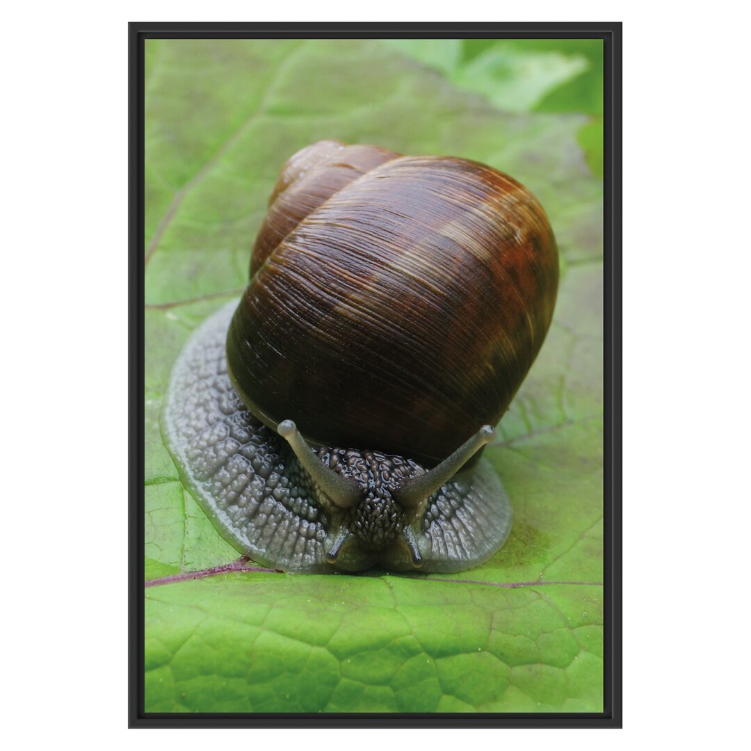 Gerahmtes Wandbild Weinbergschnecke auf Blatt