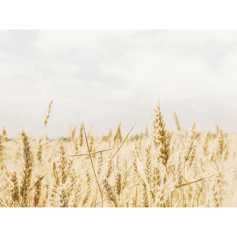 Bright Wheatfield - reproduction sur toile tendue, H 30 po x l 40 po