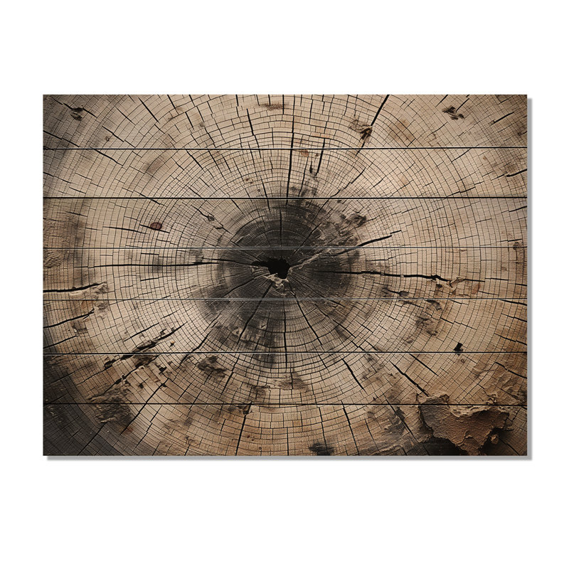 «Tree Cut Stump Beauty», art mural panneau de bois de séquoia sur bois de pin naturel, H 24 po x l 32 po