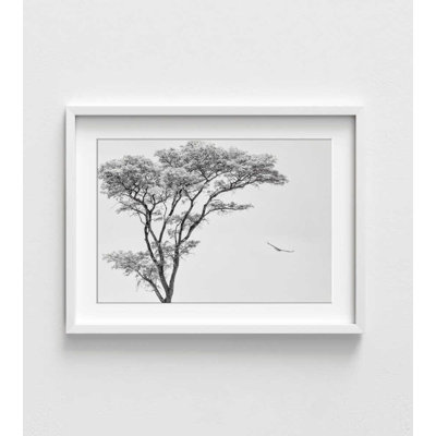 Reproduction de photo d'aigle africain - oiseau noir et blanc sur une branche